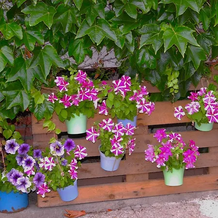 Penzion Eliska Horní Planá